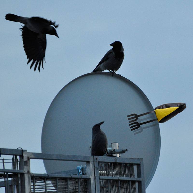 hugin munin petra stelzmueller